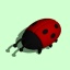 ladybird