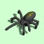 spider